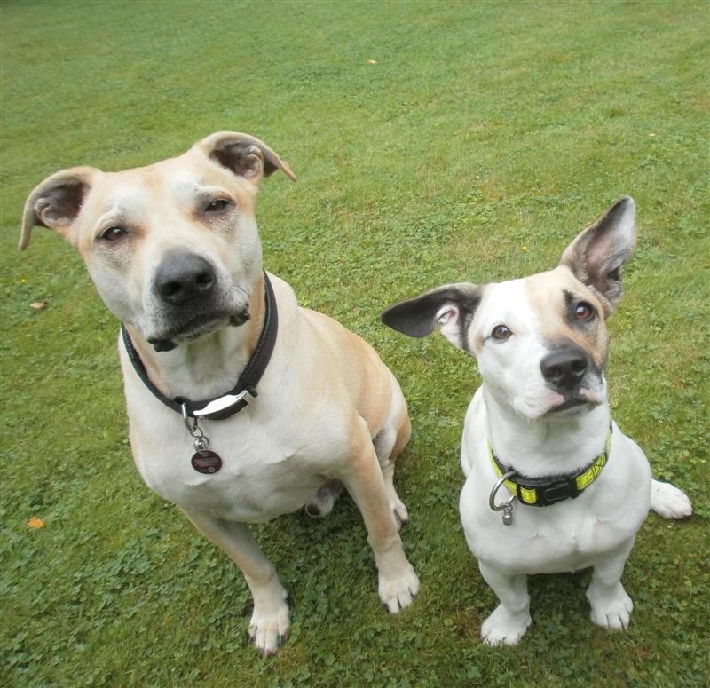 Arwen (English Bulldog, Jack Russell Terrier) English Bulldog Jack Russell Terrier 